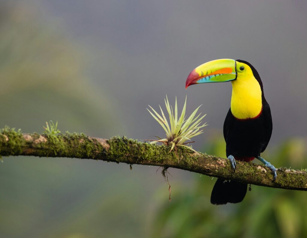 Tucano nella foresta tropicale del Costa Rica, simbolo del turismo sostenibile