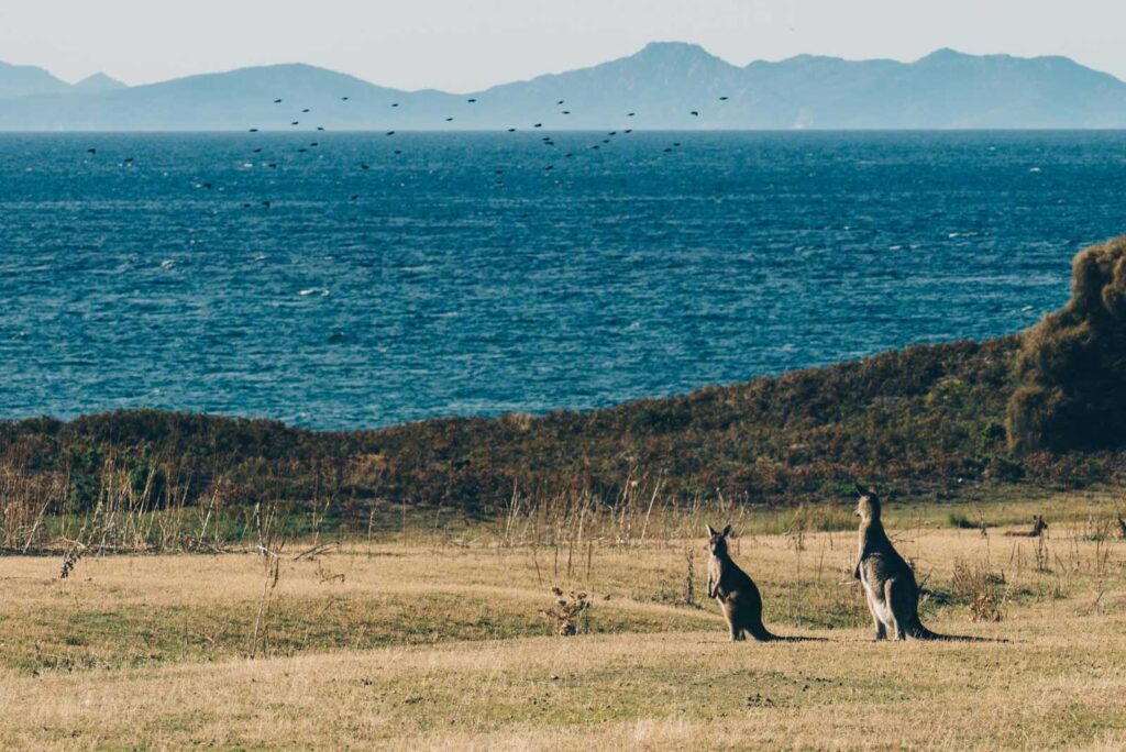 Isola Tasmania con canguri nella prateria, Australia- Viaggio sostenibile in Australia